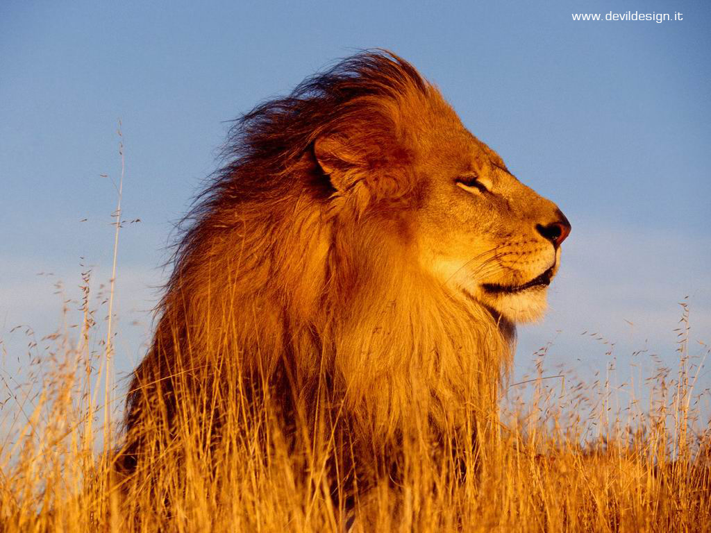 Mighty_Lion copia